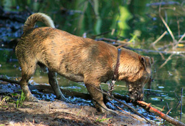 Hundebetreuung Friedrichshain 1